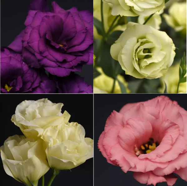 Фото Эустома Флэйр F1 PanAmerican Seed, Набор_1 (4 уп-ки) , АЭ